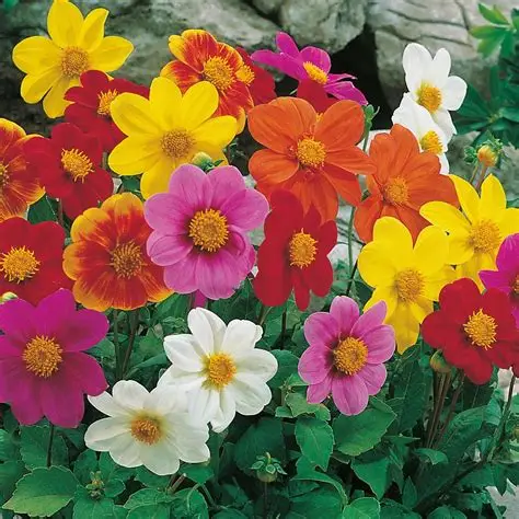 Dahlia Piccolo Mixed