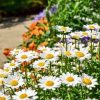 Daisy Creeping Daisy White