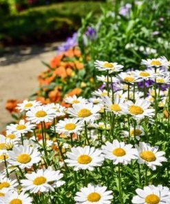 Daisy Creeping Daisy White