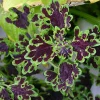Coleus Decorative Nettle Chocolate Green