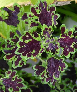 Coleus Decorative Nettle Chocolate Green