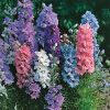Delphinium Larkspur Dwarf Hyacinth
