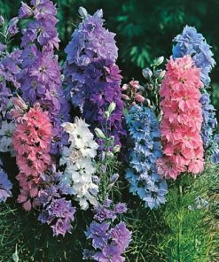 Delphinium Larkspur Dwarf Hyacinth