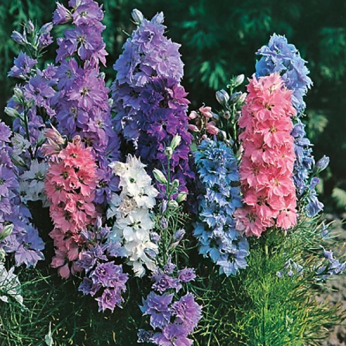 Delphinium Larkspur Dwarf Hyacinth