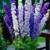 Delphinium Larkspur Emerald Pacific Mix