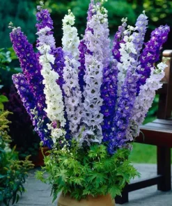 Delphinium Larkspur Emerald Pacific Mix