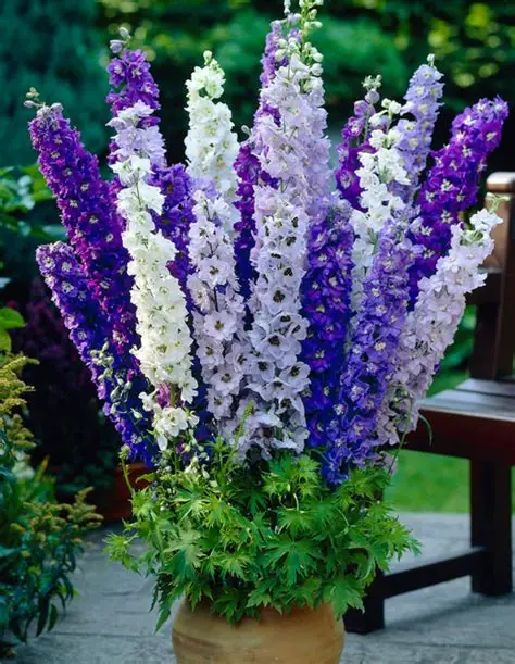 Delphinium Larkspur Emerald Pacific Mix