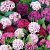 Dianthus, Carnation Pinnocchio