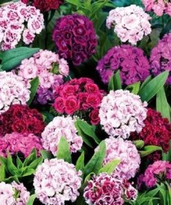 Dianthus, Carnation Pinnocchio