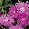 Dianthus, Carnation Supra H