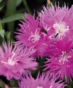 Dianthus, Carnation Supra H