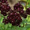 Dianthus, Carnation Sweet William Nigrescens