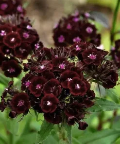 Dianthus, Carnation Sweet William Nigrescens
