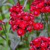 Dianthus, Carnation Sweet Willian Scarlet Beauty