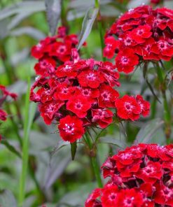 Dianthus, Carnation Sweet Willian Scarlet Beauty