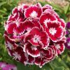 Dianthus, Carnation Heimatland