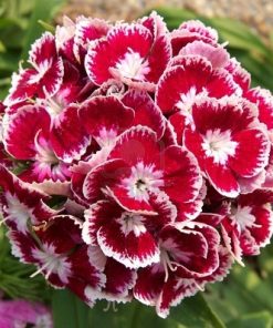 Dianthus, Carnation Heimatland
