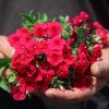 Phlox Drummond Phlox Coccinea