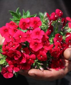 Phlox Drummond Phlox Coccinea