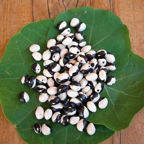 Bean French Bean Yin Yan