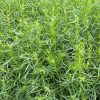 Estragon Tarragon