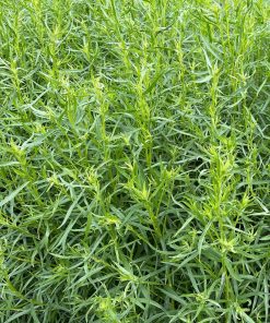 Estragon Tarragon
