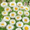 Daisy Everlasting Daisy White