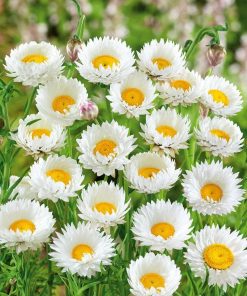 Daisy Everlasting Daisy White