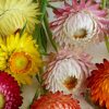 Strawflower Seeds Everlasting Swiss Giant Mixed 1g