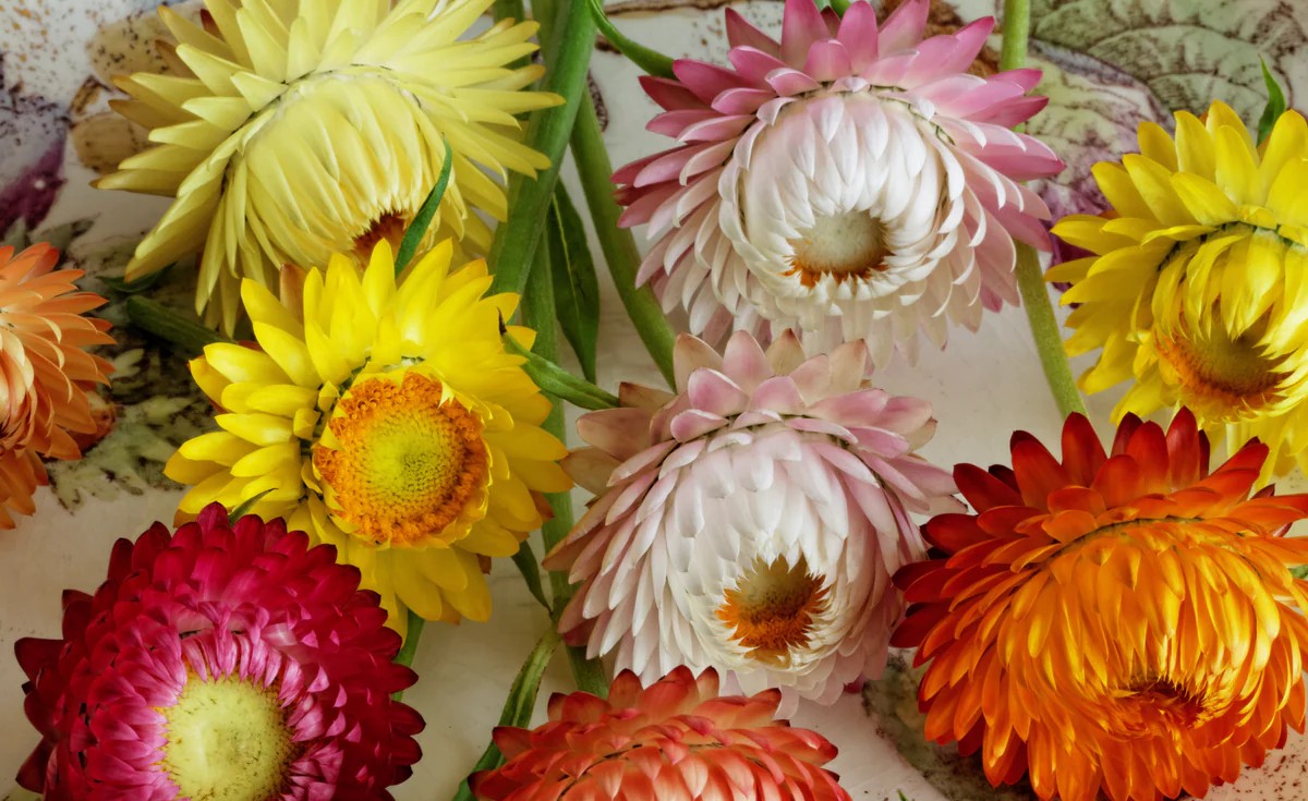 Strawflower Seeds Everlasting Swiss Giant Mixed 1g