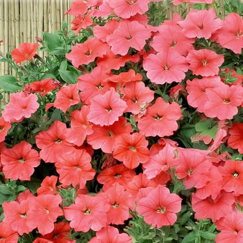 Petunia Salmon Shades Velvet H - Image 2