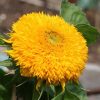 sunflower-teddy-bear