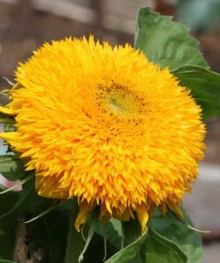 sunflower-teddy-bear