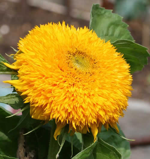 sunflower-teddy-bear