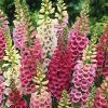 HT Foxglove seeds Mixed 0.5g