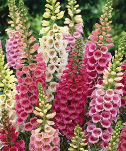 HT Foxglove seeds Mixed 0.5g