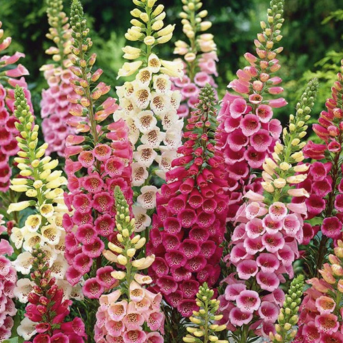 HT Foxglove seeds Mixed 0.5g