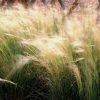 Ornamental Grass Feather Grass