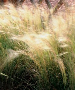 Ornamental Grass Feather Grass