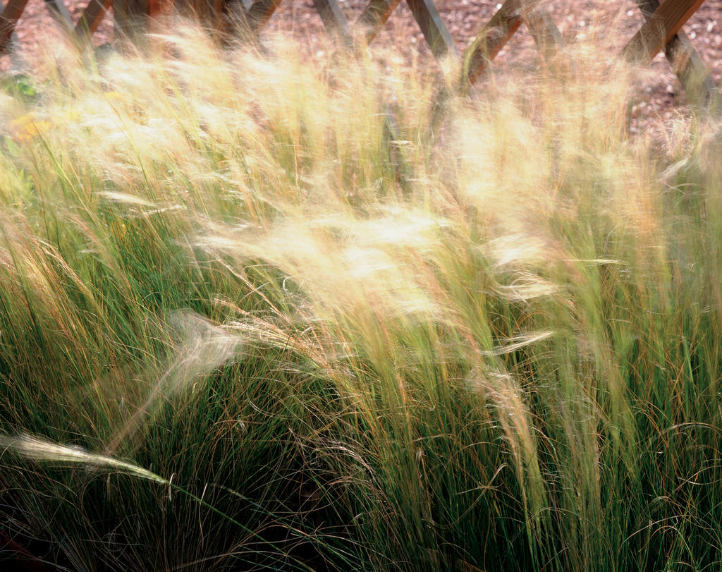 Ornamental Grass Feather Grass