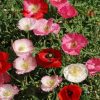 Poppy Flanders Shirley Mixed