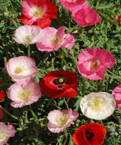 Poppy Flanders Shirley Mixed