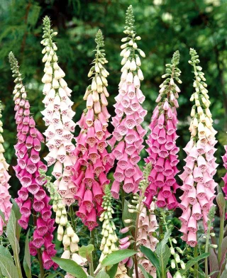 Foxglove Foxy 1g