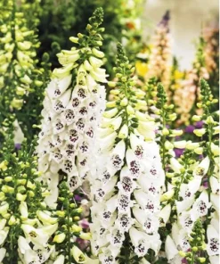 Foxglove White 0.2g