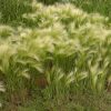 Ornamental Grass Foxtail Barley