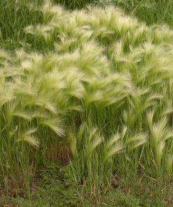 Ornamental Grass Foxtail Barley
