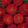 Marigold Durango