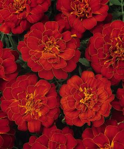 Marigold Durango