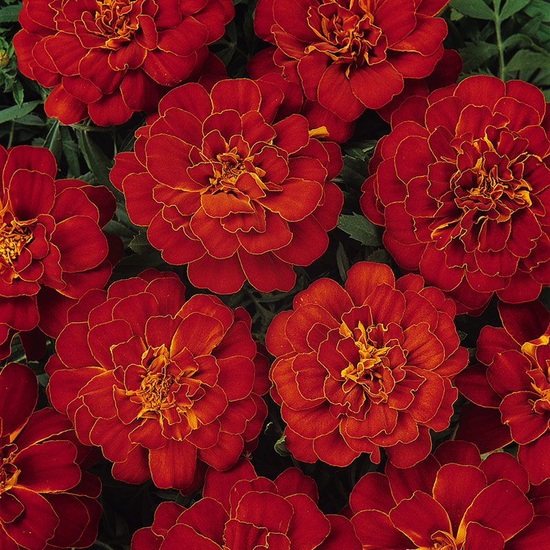 Marigold Durango