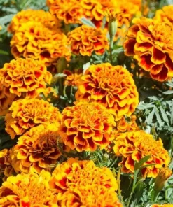 Marigold Fiesta